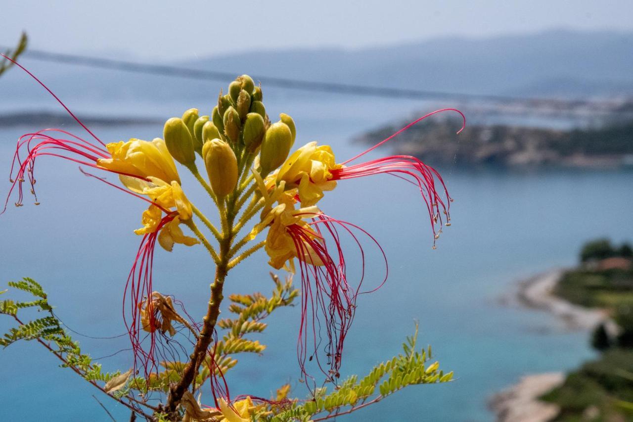 Miracle View Villas Agios Nikolaos Extérieur photo